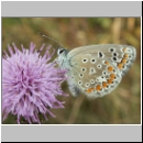 Polyommatus icarus - Hauhechelblaeuling w05.jpg